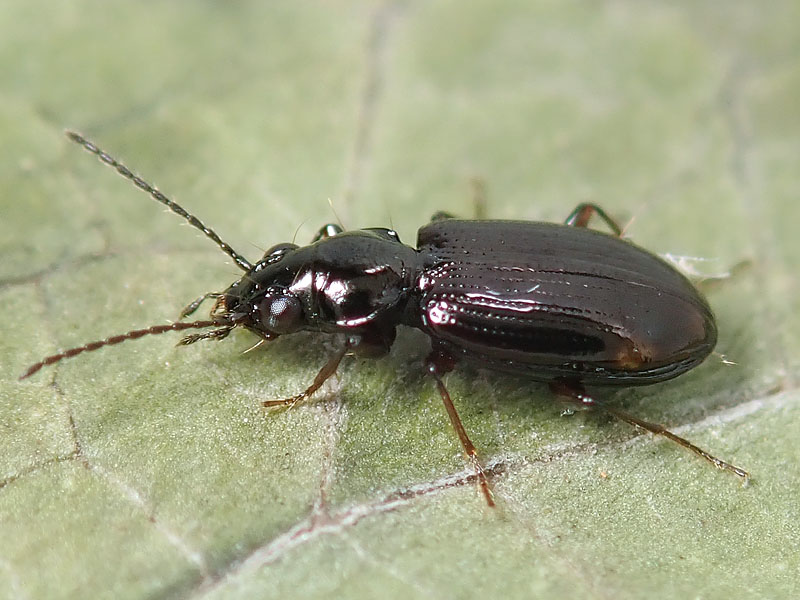 Carabidae: Philochtus lunulatus